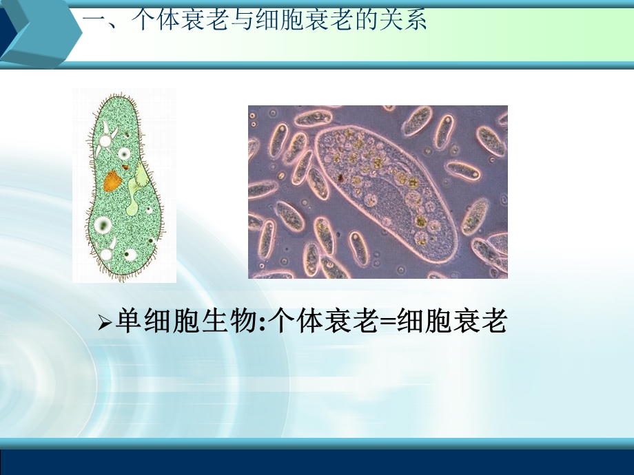 生物必修一第六章第3、4节细胞的衰老、凋亡和癌变.ppt_第3页