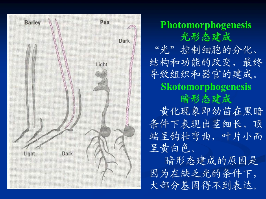 教学课件第二节光对植物生长的影响.ppt_第2页