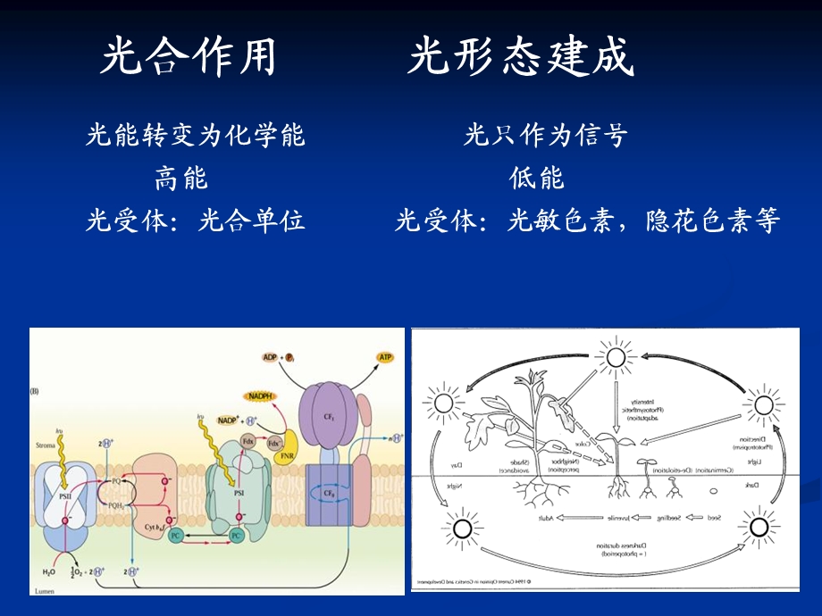 教学课件第二节光对植物生长的影响.ppt_第3页