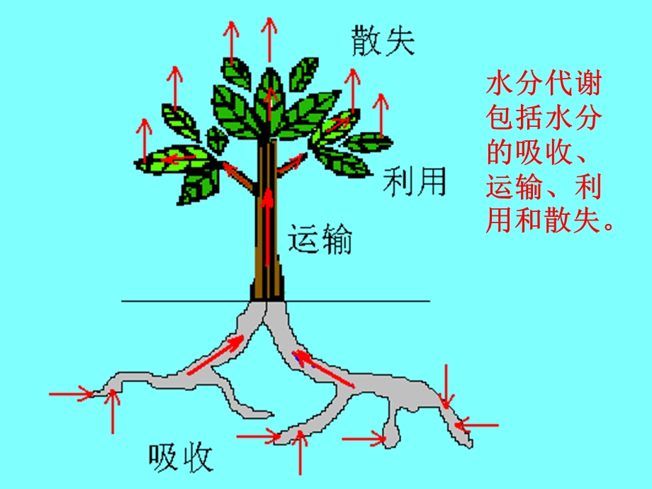 高三生物植物对水分的吸收和利用.ppt_第2页