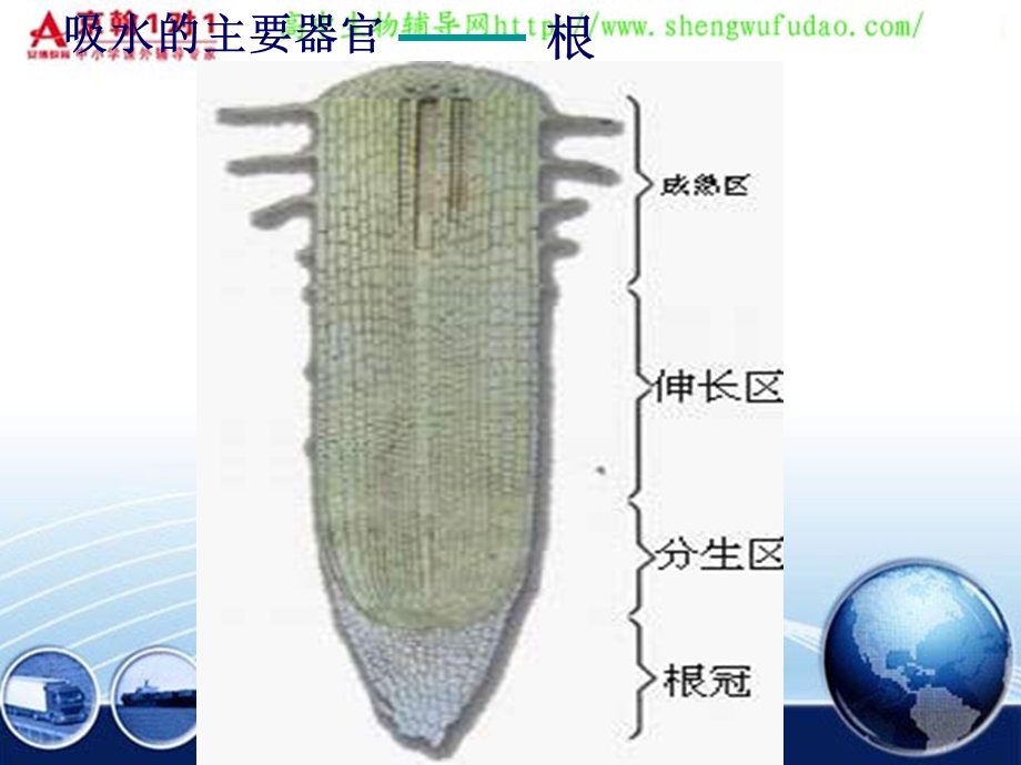 高三生物植物对水分的吸收和利用.ppt_第3页