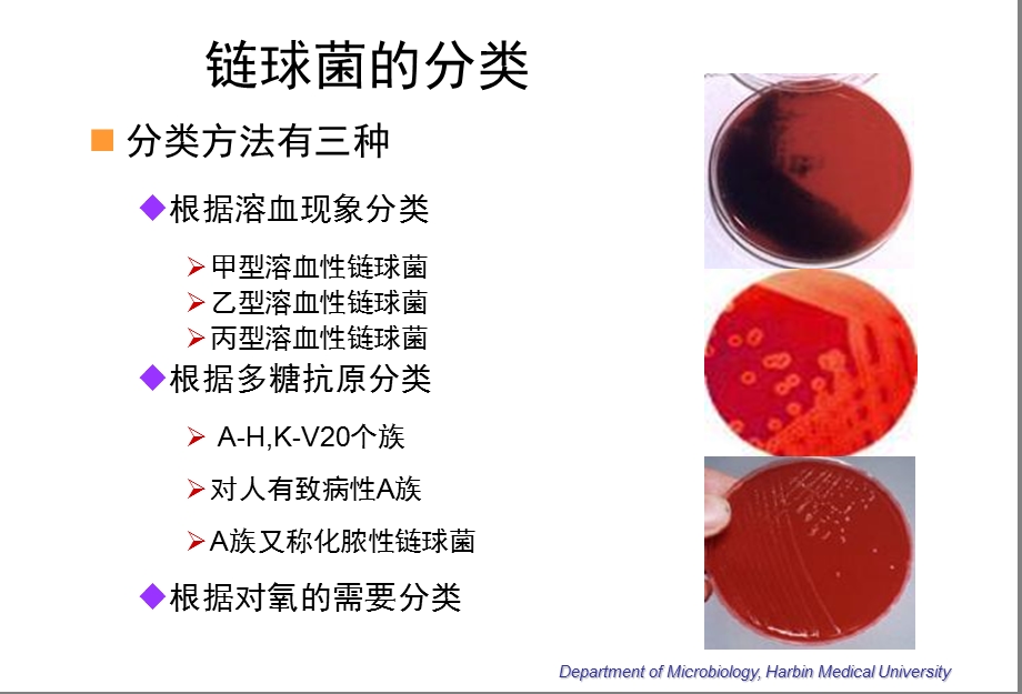 微生物学第12章　链球菌属12Streptococcu.ppt_第2页