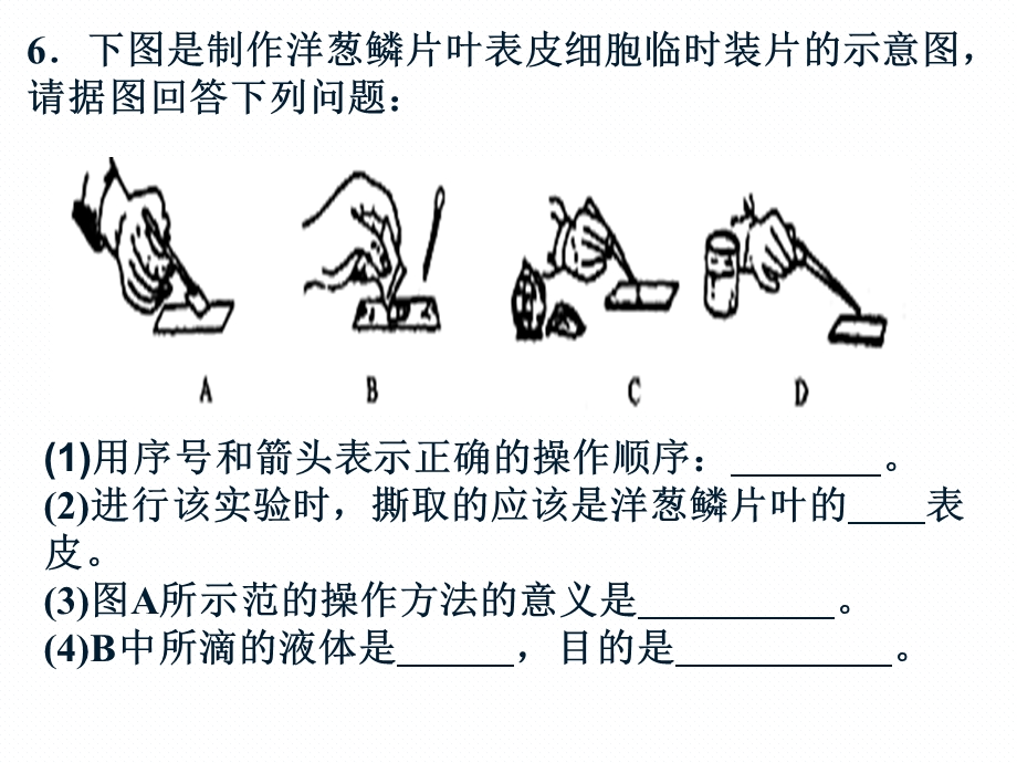 鲁科版六年级上二单元一章三节观察动物细胞.ppt_第1页