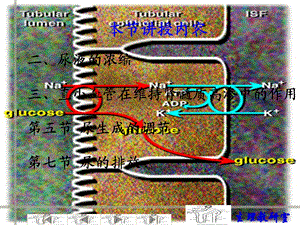 生理第八章尿的生成和排出.ppt