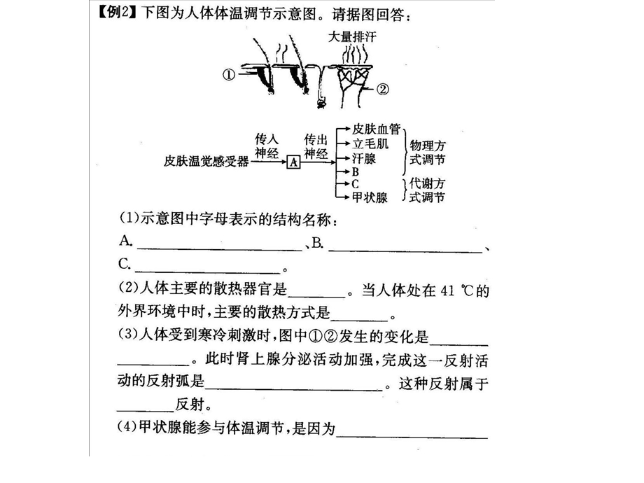 高二生物选修三《神经调节和激素调节的关系》.ppt_第3页