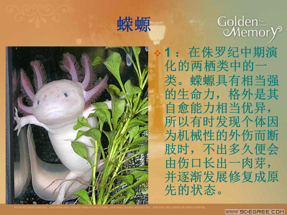 生物奥秘之怪异的生物.ppt_第3页