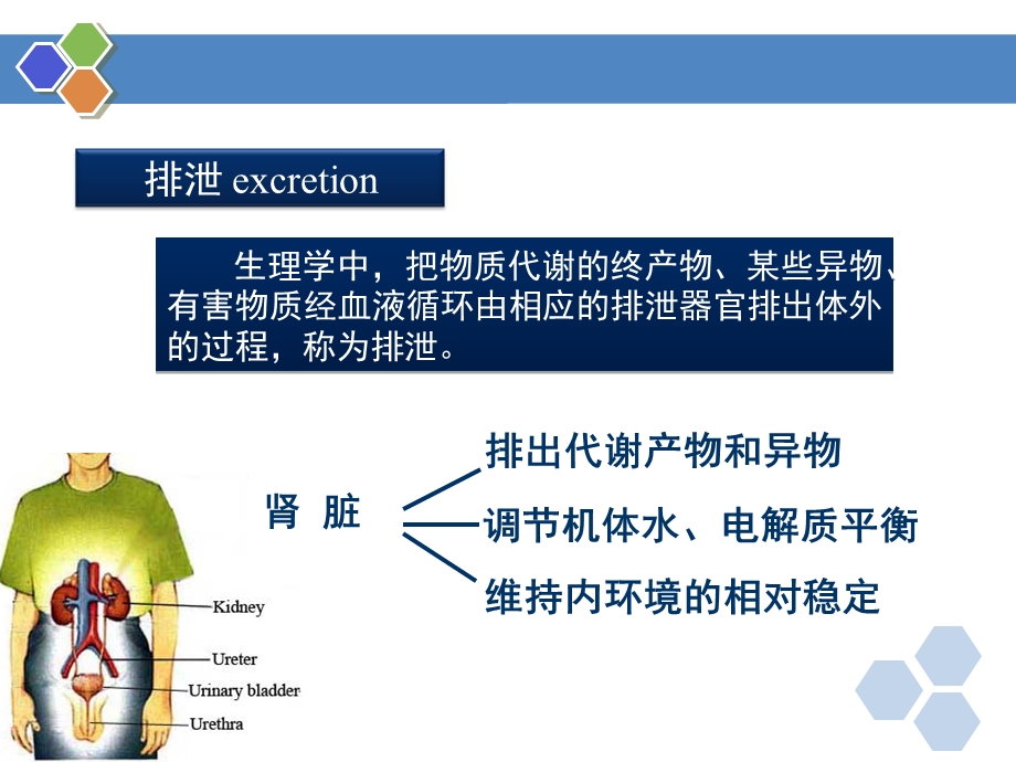 生理学第八章肾的排泄功能.ppt_第3页