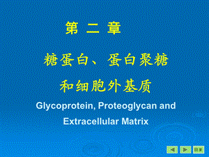 糖蛋白、蛋白聚糖和细胞外7年制.ppt
