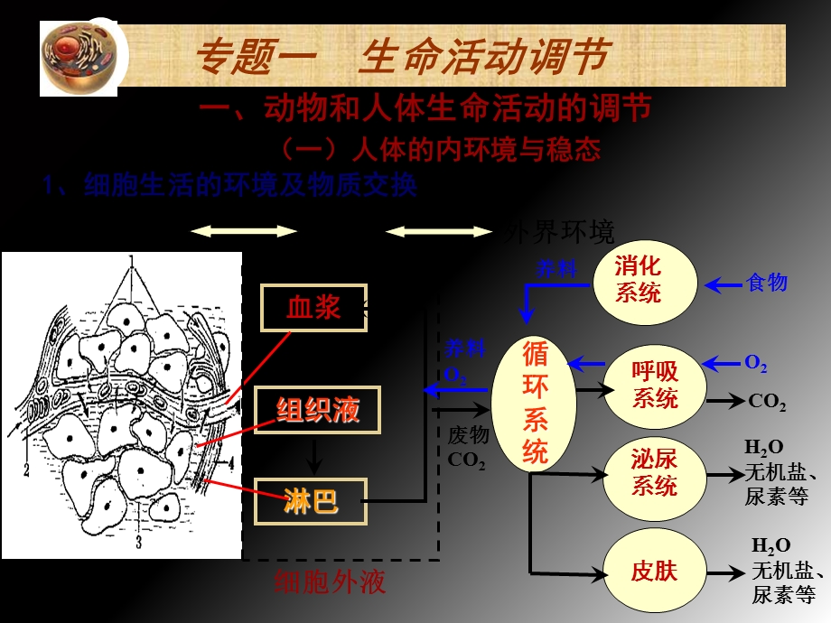 生物必修三复习ppt.ppt_第2页