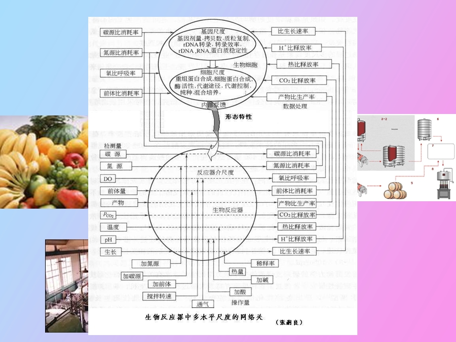 生物工程反应.ppt_第2页