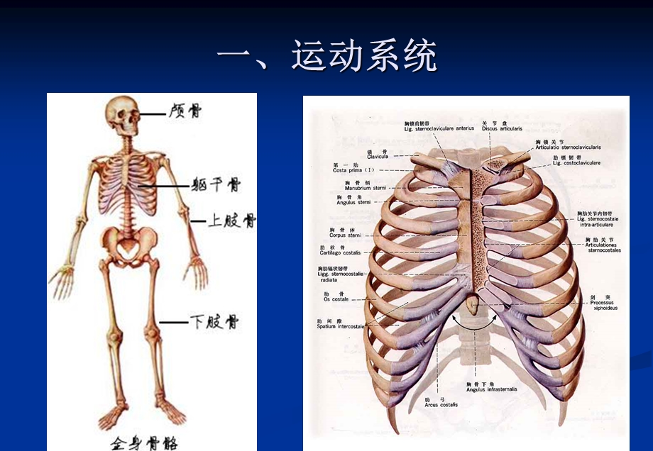 人体结构五脏六腑.ppt_第2页