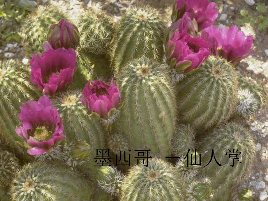 各国国花集锦(lvmd).ppt_第3页