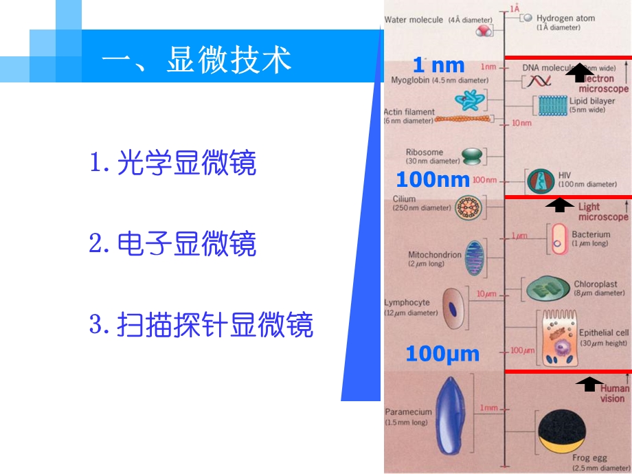 《细胞生物学》研究方法.ppt_第2页