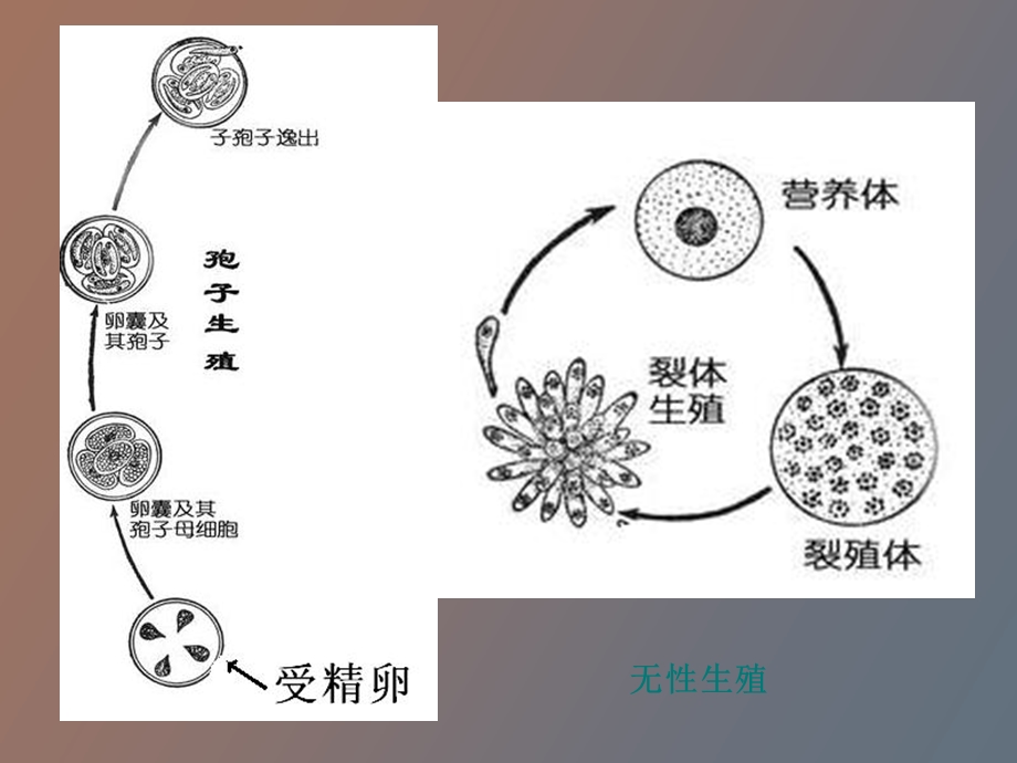 生物原生教程.ppt_第3页