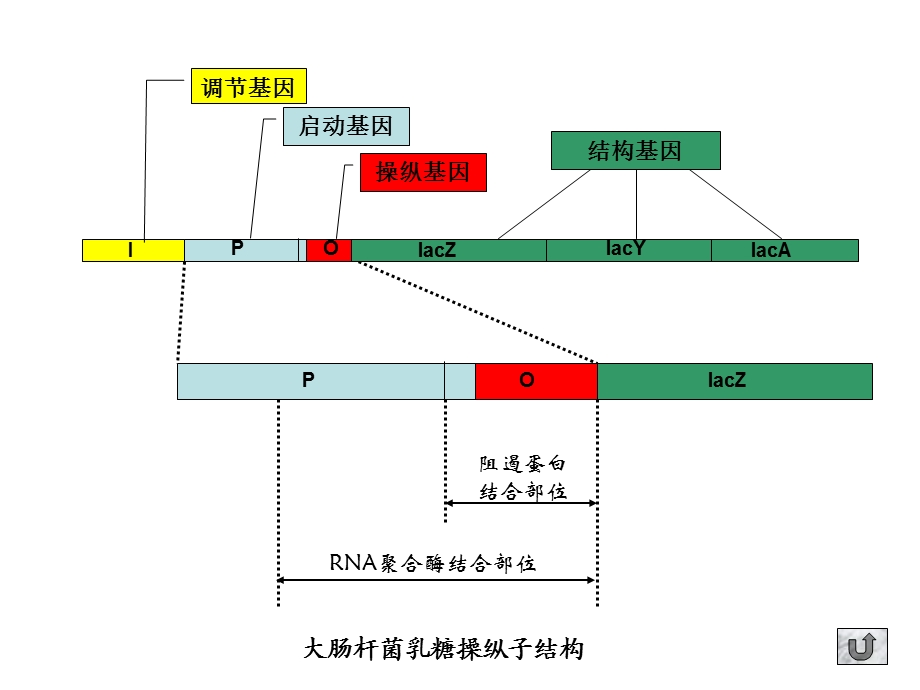 教学课件第二节乳糖操纵子与负控诱导系统.ppt_第3页