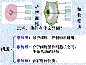 生物体的结构层次1.ppt