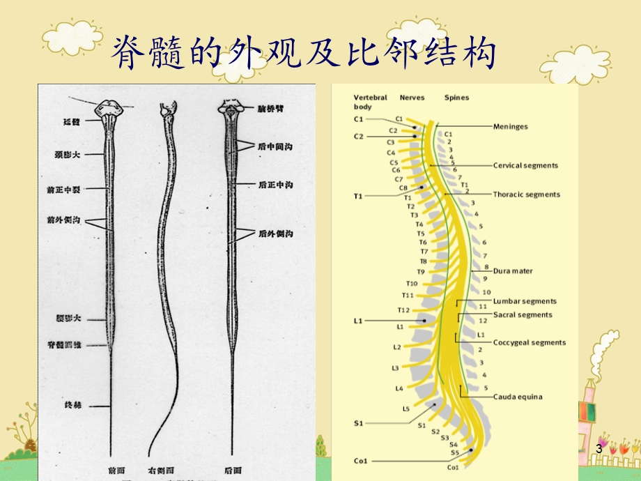 截瘫的评定技术PPT课件.ppt_第3页