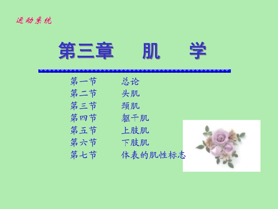 肌学和内脏学.ppt_第1页