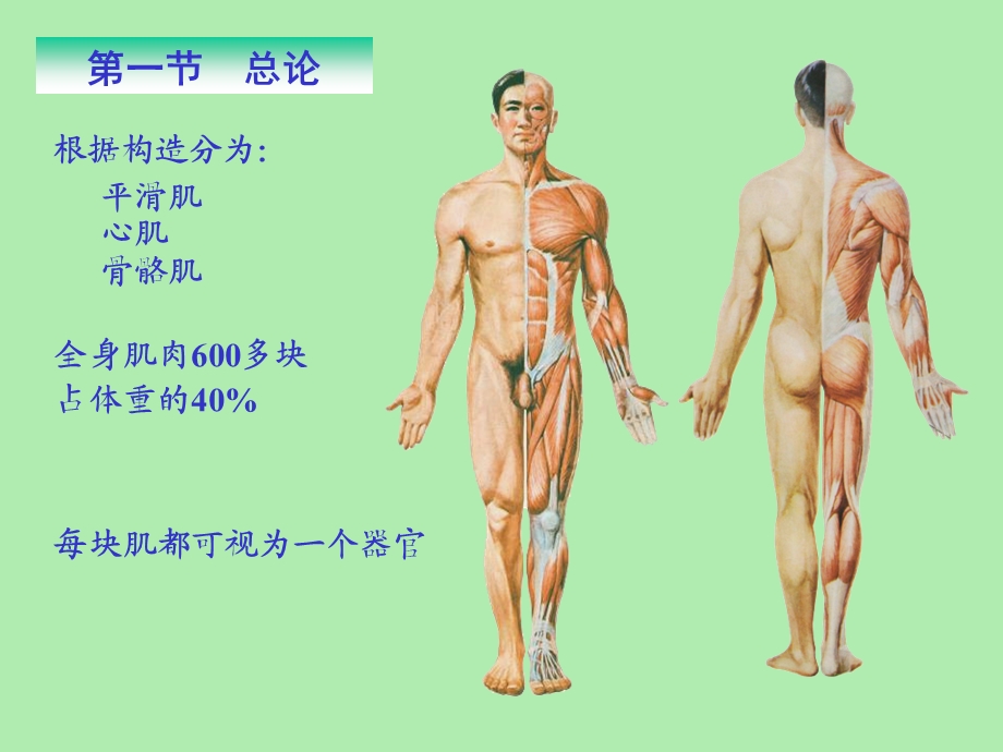 肌学和内脏学.ppt_第2页