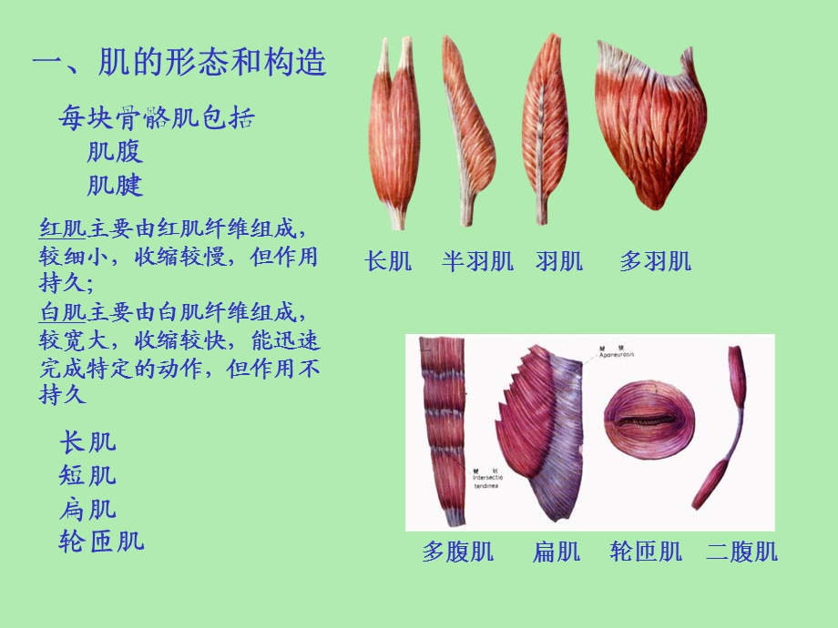 肌学和内脏学.ppt_第3页