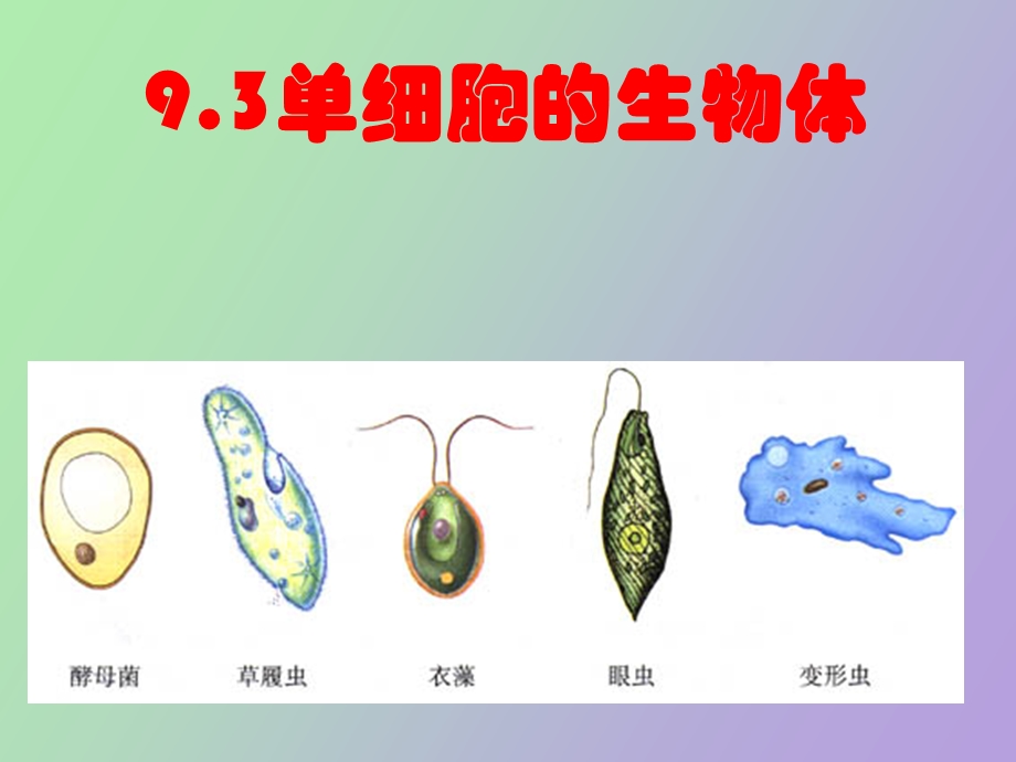 单细胞生物体.ppt_第1页