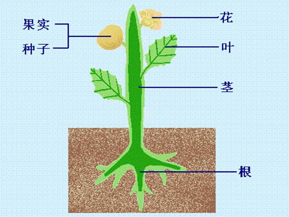 花的结构浙教版.ppt_第2页