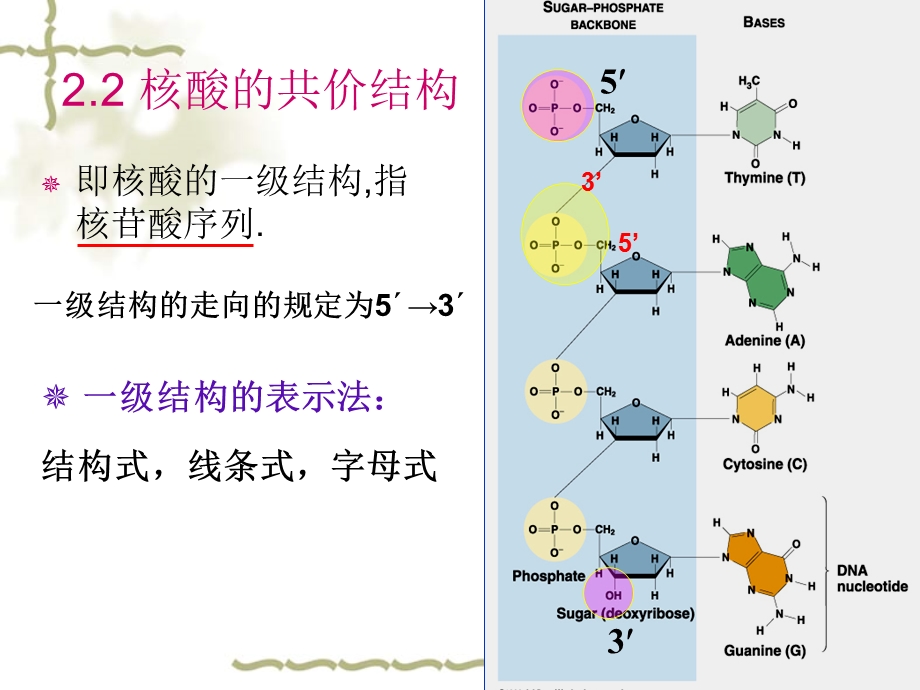 核酸的结构和功能2共价结构.ppt_第3页