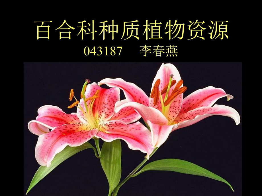 百合科植物种质资源.ppt_第1页