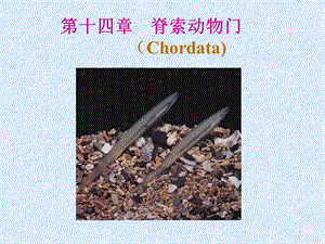 脊索动物门Chordata.ppt