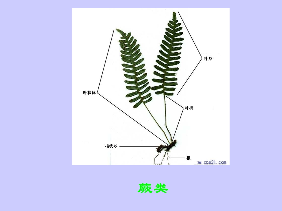 蕨类植物和苔藓植物.ppt_第3页