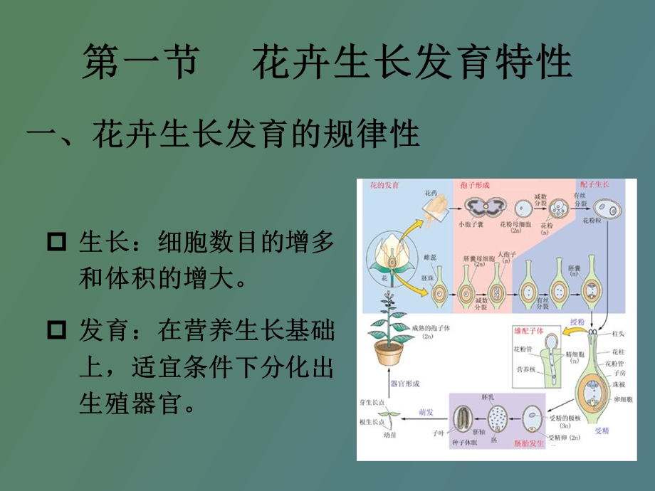 花卉栽培生长发育.ppt_第3页