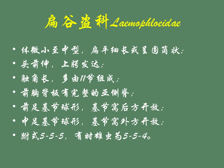 常见仓储害虫.ppt_第3页