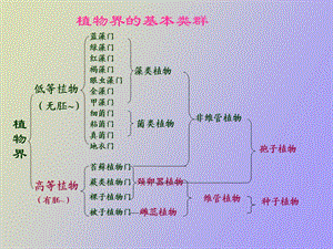 苔藓蕨类恢复.ppt