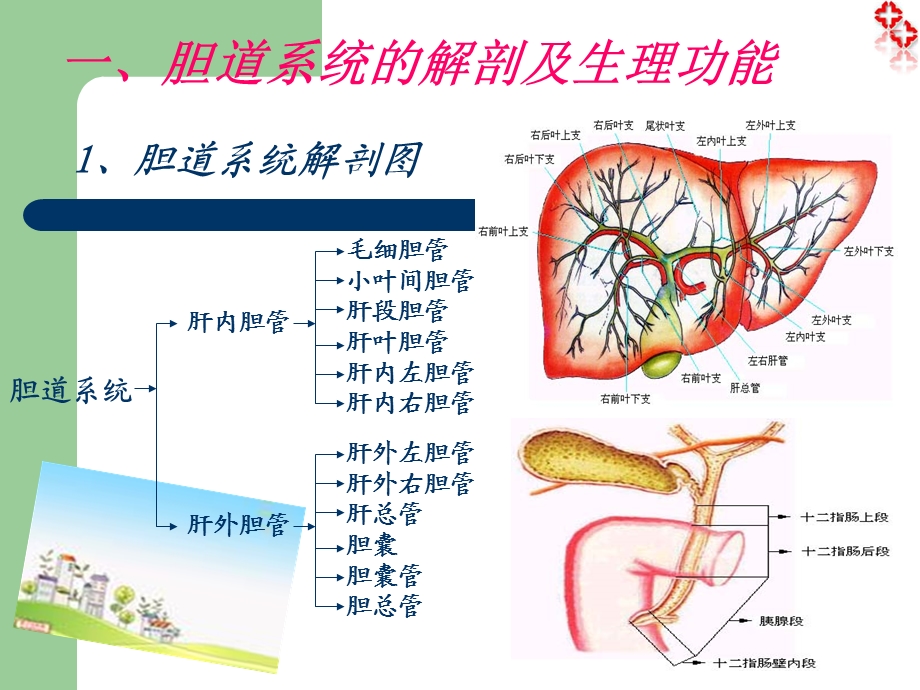 胆管癌的治疗与护理.ppt_第3页