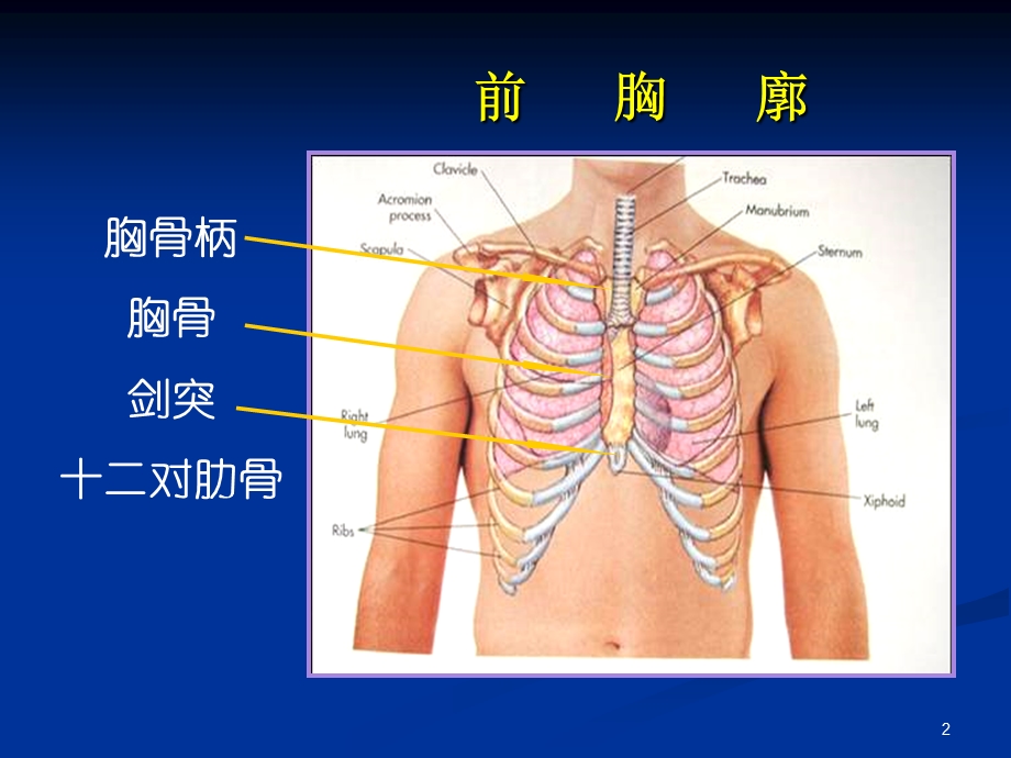 护士讲课胸部的体格检查PPT课件.ppt_第2页