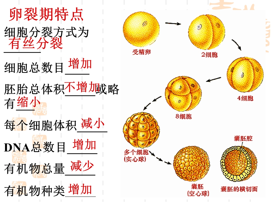 良种化胚胎工程王雅冰.ppt_第3页