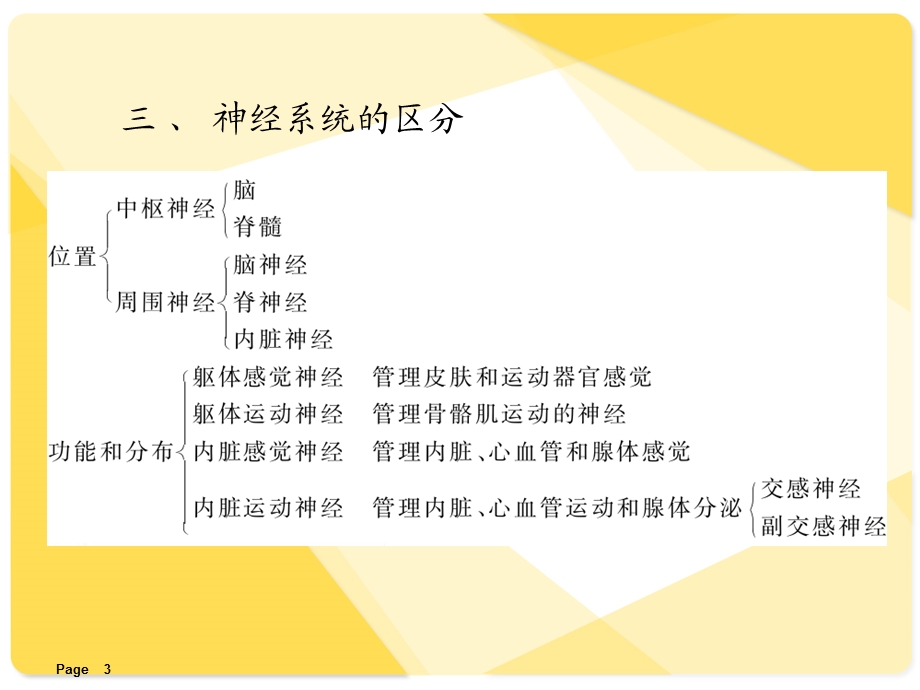 解剖学课件：神经系统.ppt_第3页