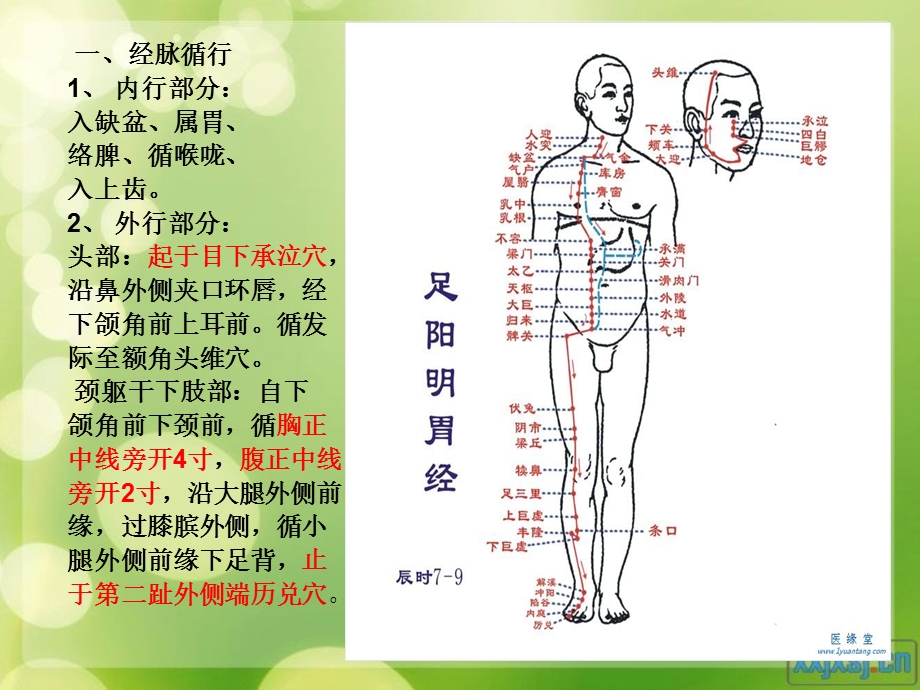 针灸十二经脉胃络.ppt_第2页