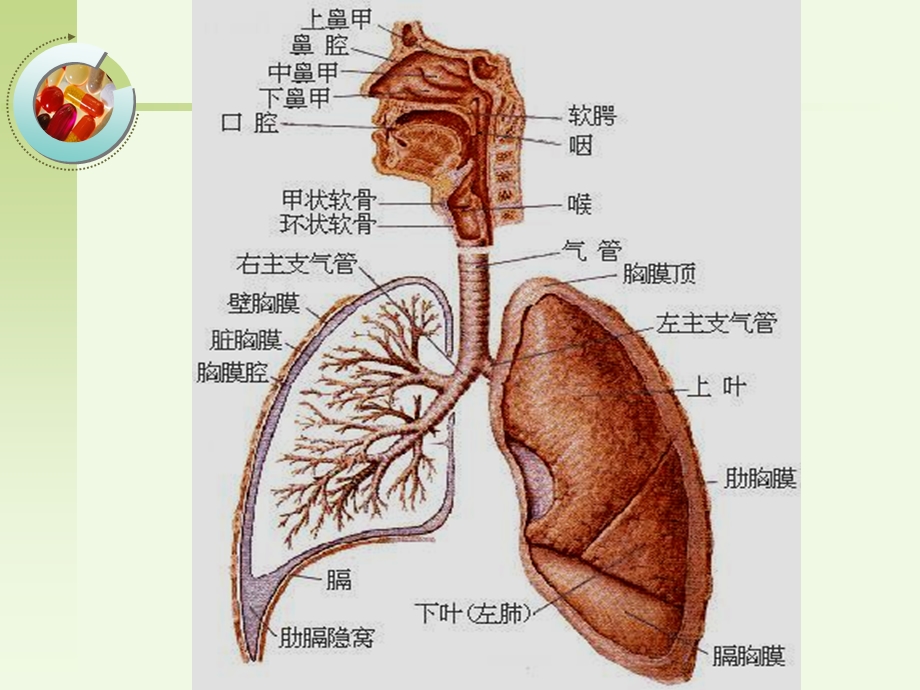 呼吸系统疾病的护理第一节概述.ppt_第3页