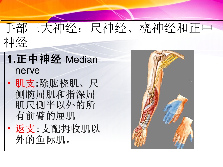 腕关节离段再植后期康复.ppt_第3页