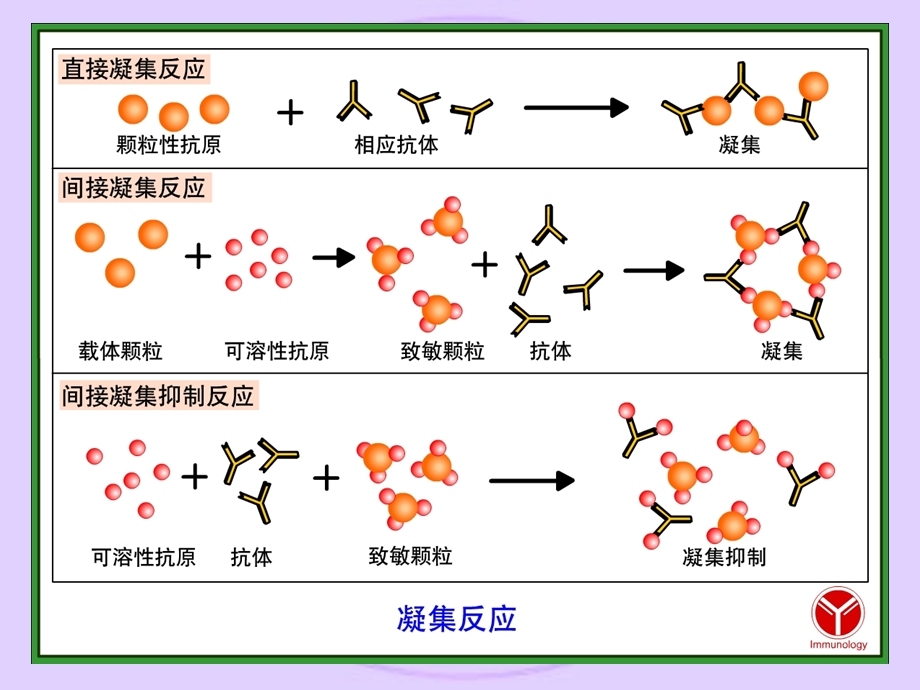 长江大学医学院医学免疫学课件第二十四章免疫诊断.ppt_第3页