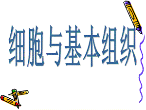 解剖学基础细胞与基本组织.ppt