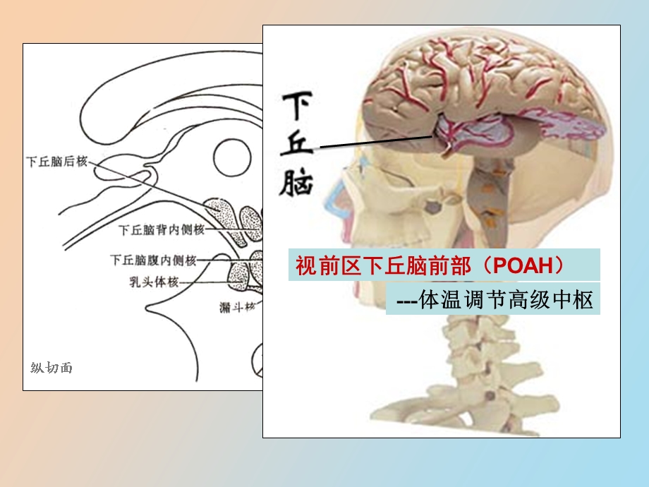 病理生理发热.ppt_第3页