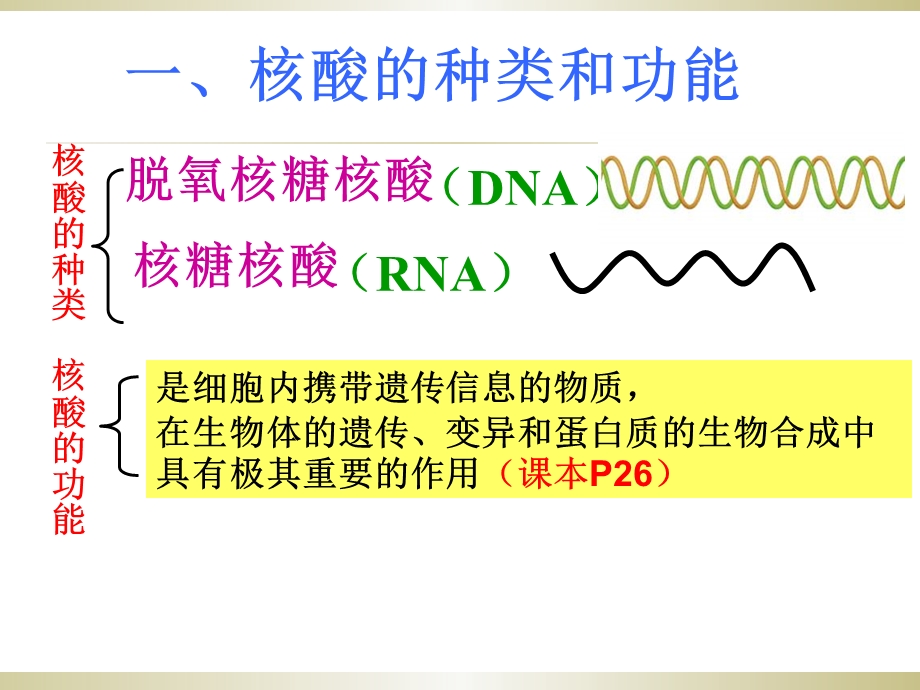 核酸一轮复习用PPT.ppt_第3页