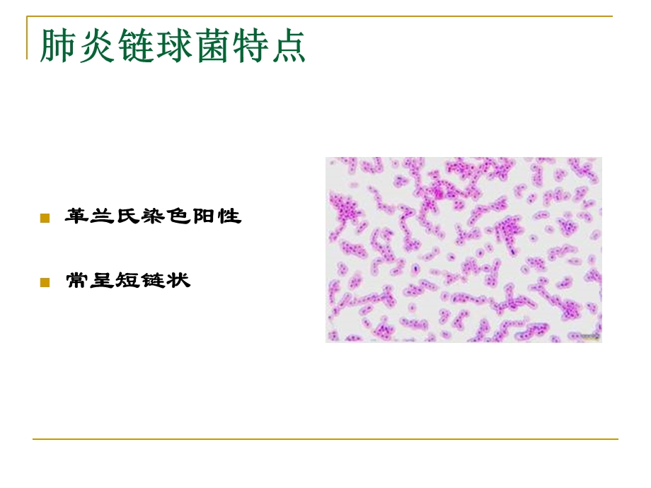 肺炎链球菌和常用抗革兰氏阳性菌药物的应用特点.ppt_第3页