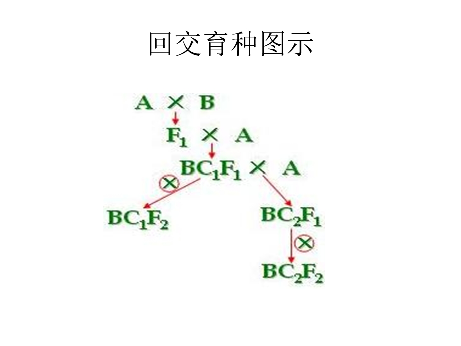 番茄花园-第六章回交育种.ppt_第3页