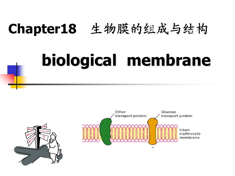 考研生化第18章生物膜的组成与结构.ppt_第2页