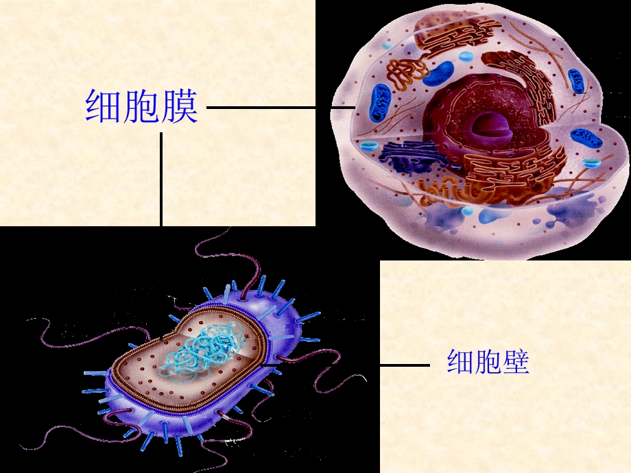 高一生物细胞的类型及结构.ppt_第2页