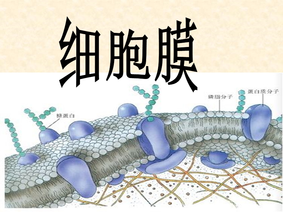 高一生物细胞的类型及结构.ppt_第3页