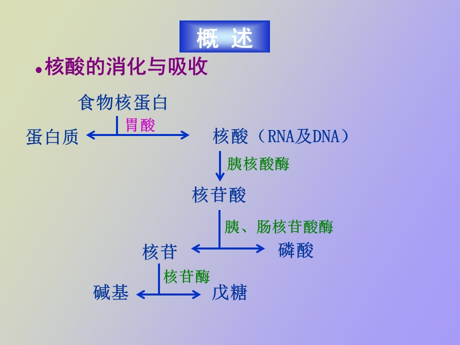 核苷酸代谢医学.ppt_第3页